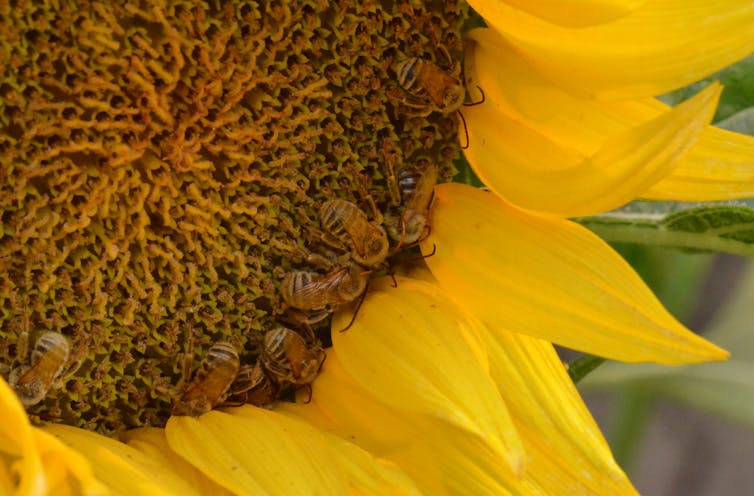 Bees feeding in monoculture fields of single crops such as sunflowers crowd together and pass parasites to one another at high rates. Lauren Ponisio/University of Oregon, CC BY-ND