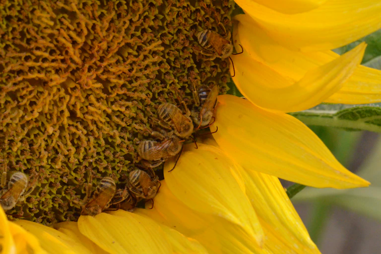 a sunflower bloom with several bees on it.