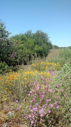 A hedgerow planted near monoculture sunflower fields provides bees with other flowers to pollinate.