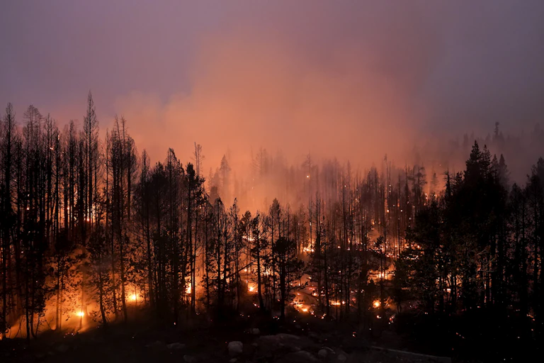A forest floor burns at dusk.