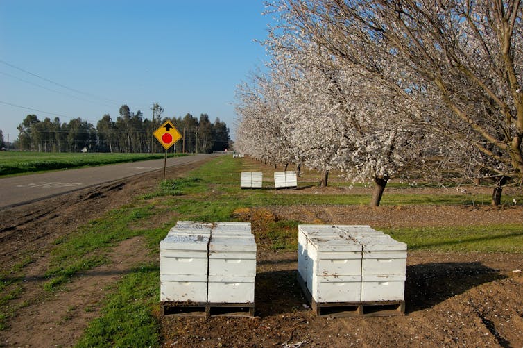 Large white boxes with bees on the outside, stacked near blooming almond trees.