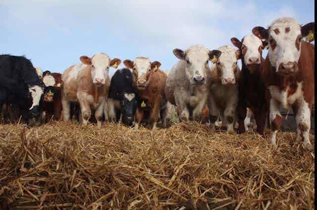 photo de plusieurs vaches faisant face à la caméra