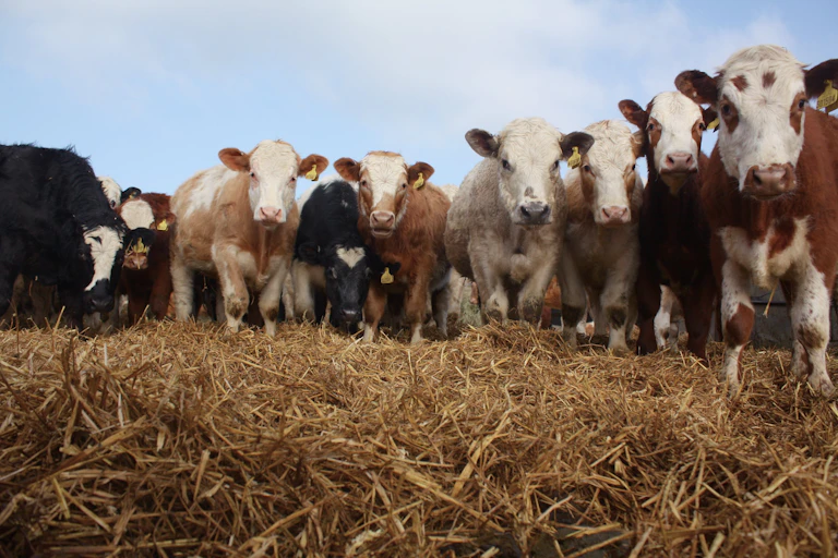 photo de plusieurs vaches faisant face à la caméra