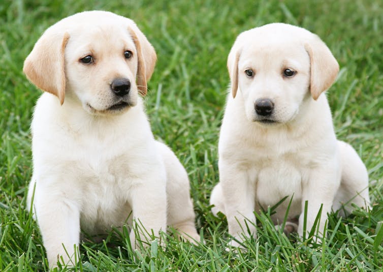 2 white labrador puppies are sitting in the grass