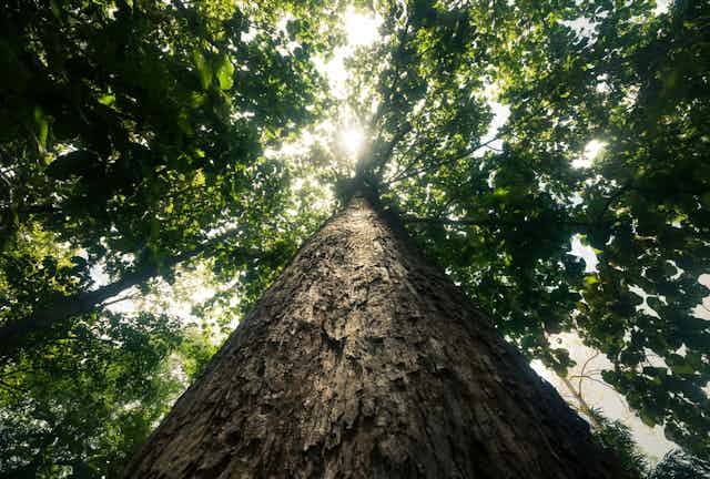 Grands arbres : choix d'espèce, plantation