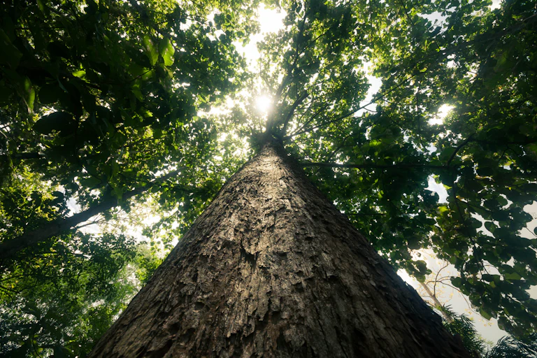 arbre en contre plongée