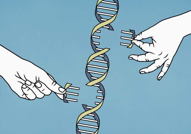 Illustration of two hands inserting or taking out pieces of DNA from a double helix strand