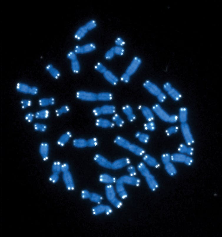 46 kromosom manusia berwarna biru dengan telomer putih di layar hitam