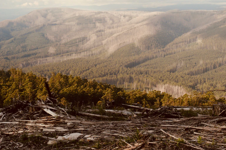 logged area with trees and mountains