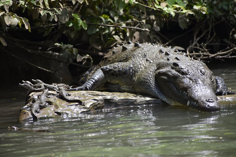 A large mother crocodile waits next to her babies on a rock