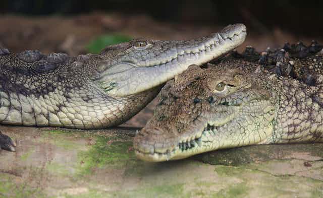 two crocodiles nuzzle