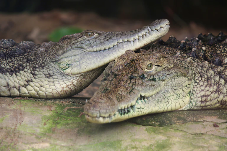 two crocodiles nuzzle