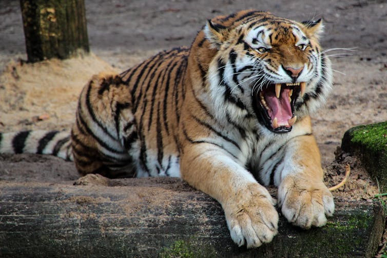 Roaring tiger sitting on a rock during the day