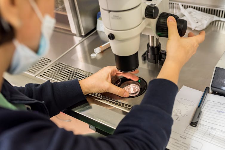 A person examines an embryo in a culture dish under a microscope.