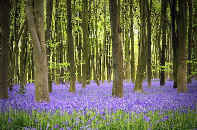 Woodland scene with bluebells in bloom.