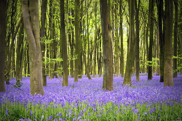 Woodland scene with bluebells in bloom.