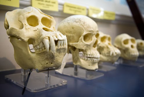 ¿Se puede ser religioso y aceptar la evolución? ¿Se puede ser religioso y aceptar la evolución?