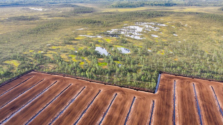 An aerial view of a wetland with an area destroyed by peat extraction in the foreground.
