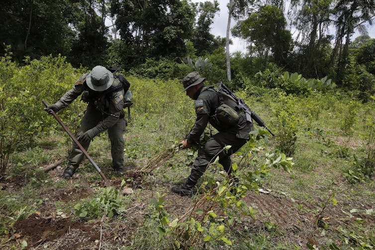 Police officers pull up plants in a field.
