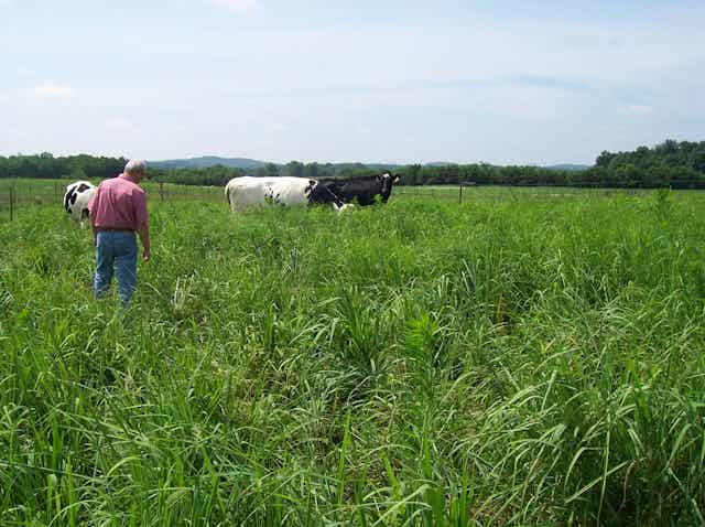 A man standing in a field of grass with cows.
