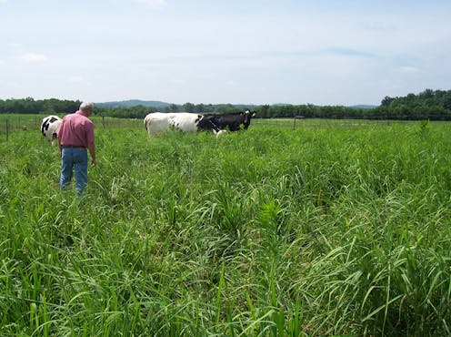 Raising cattle on native grasses in the eastern U.S. benefits farmers, wildlife and the soil