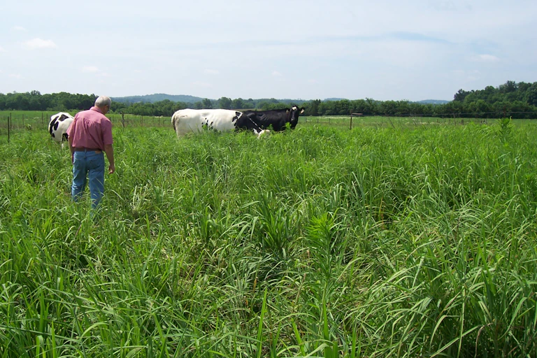 A man standing in a field of grass with cows.