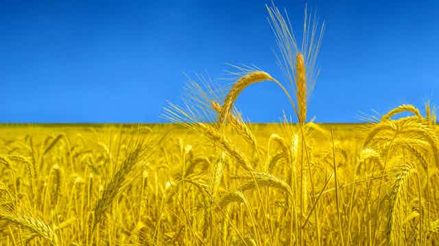 Wheat field and blue sky, similar to Ukraine flag