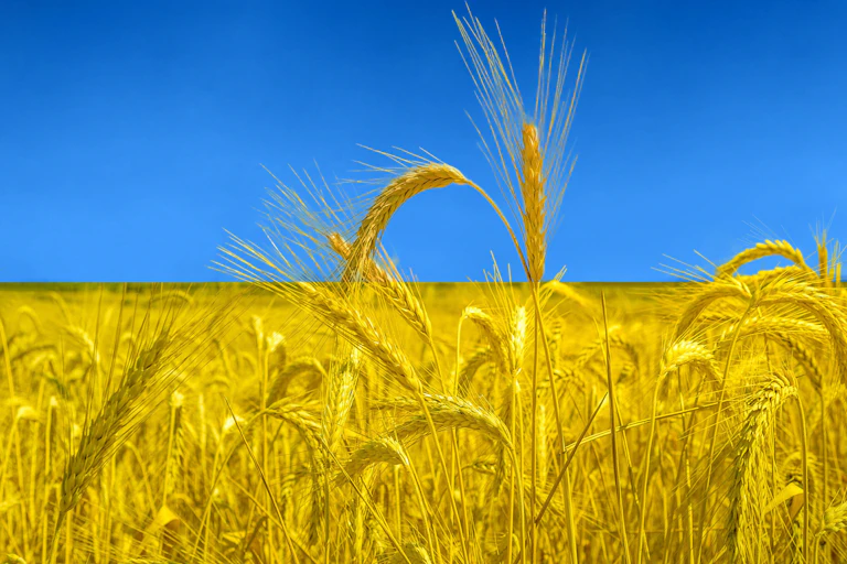Wheat field and blue sky, similar to Ukraine flag