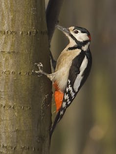 Pico picapinos en un tronco de árbol