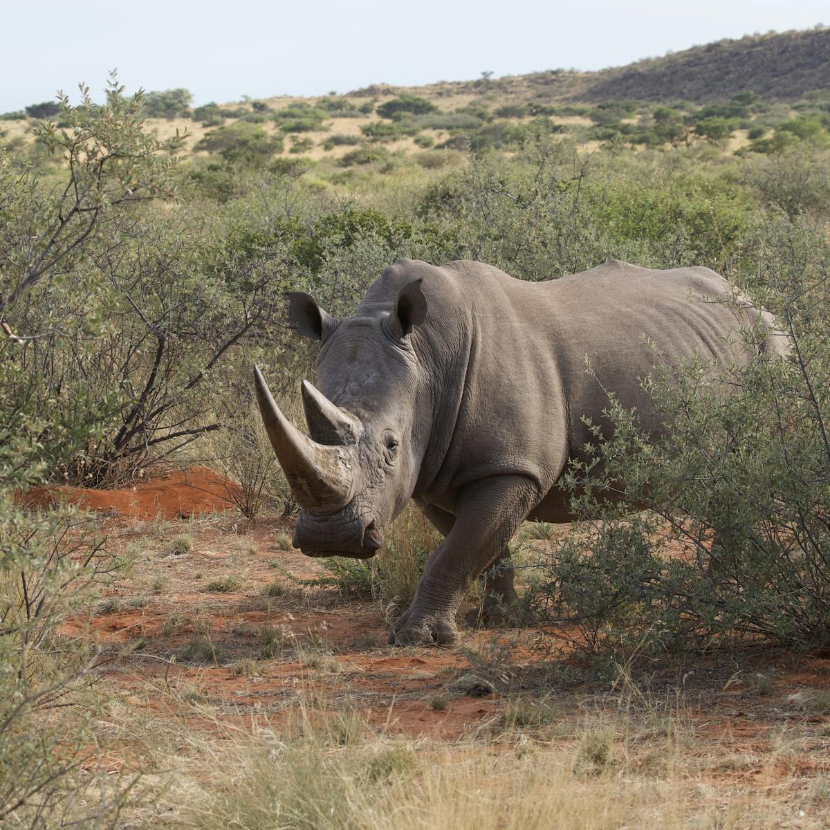 How legal hunting supports African rhino conservation