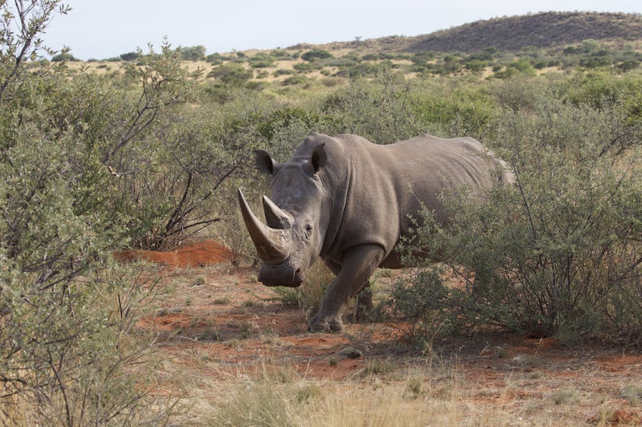 A white rhino in the bush.