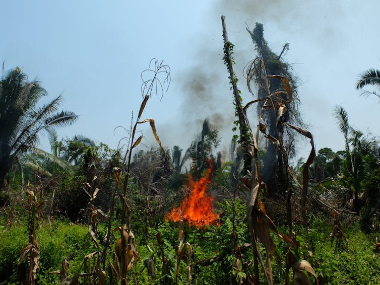 A fire surrounded by green vegetation.