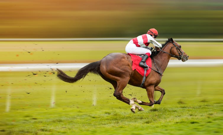 Race horse with jockey on the home straight