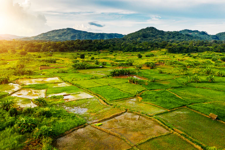 A scenic mosaic of rice fields with mountains in the background.