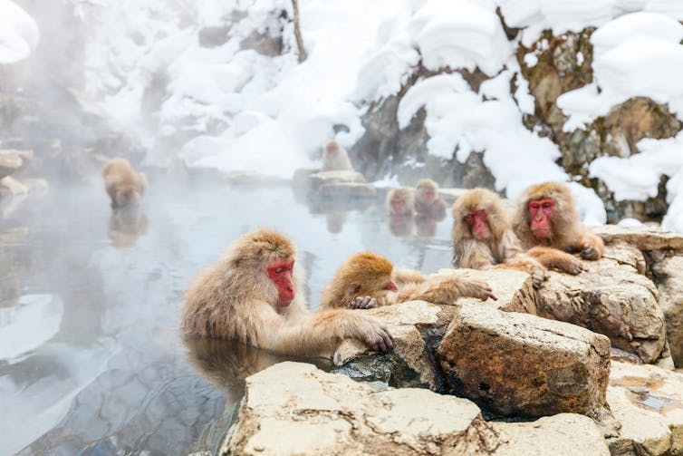 a group of japanese monkeys in a thin lake surrounded by snow