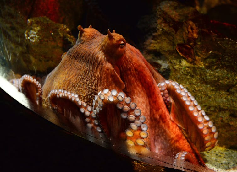 an octopus pressed against the glass of an aquarium display tank