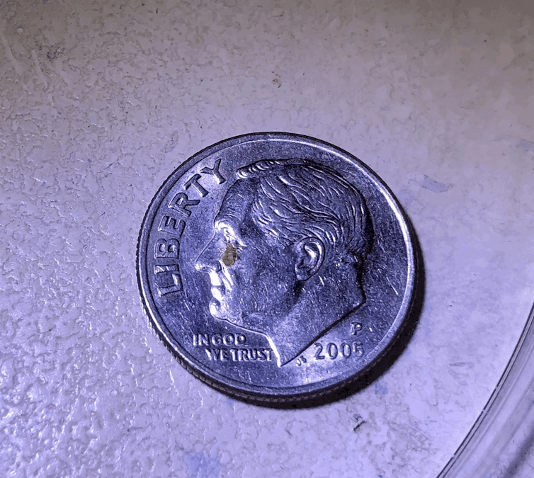 Pequeño insecto se sienta en una moneda de diez centavos