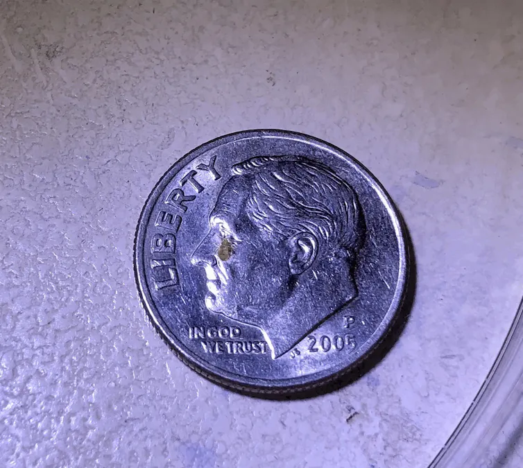 Petit insecte sur une pièce