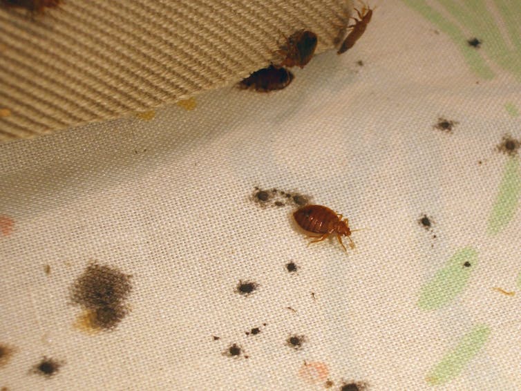 Bed bugs and fecal stains on a bed sheet.