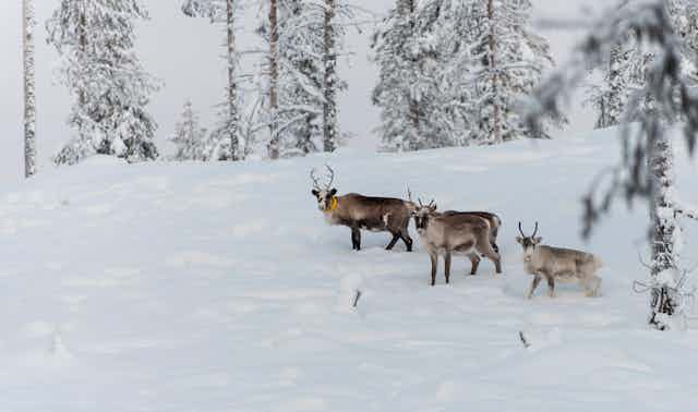 Three reindeer walk in on a mountain blanketed in snow.