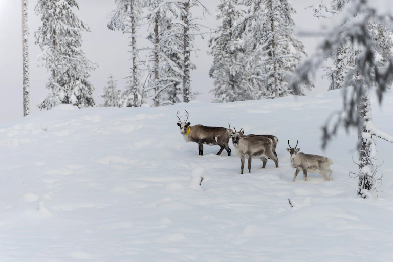 Three reindeer walk in on a mountain blanketed in snow.