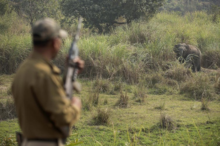 A forest official takes position to shoot a wild elephant that is preparing to chase away villagers in a village in India.