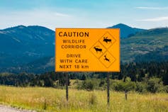 A board cautioning commuters to keep an eye out for crossing wildlife in the wildlife corridor.