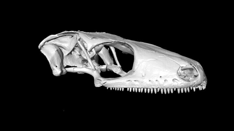 The skull of a gecko.