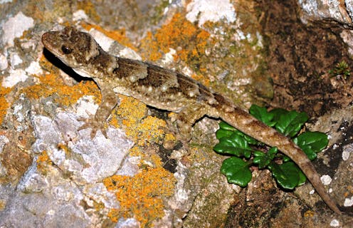 A new method of extracting ancient DNA from tiny bones reveals the hidden evolutionary history of New Zealand geckos