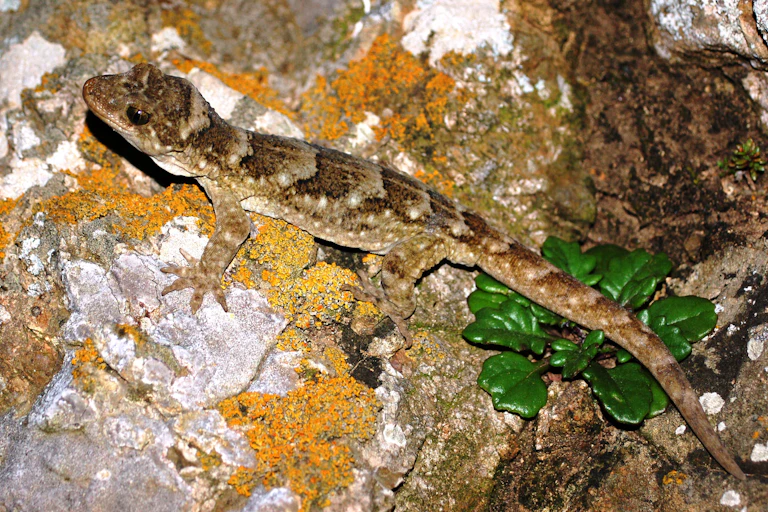 Duvaucel's gecko