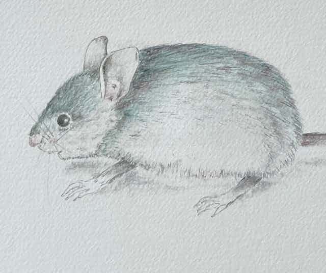 blue-grey mouse