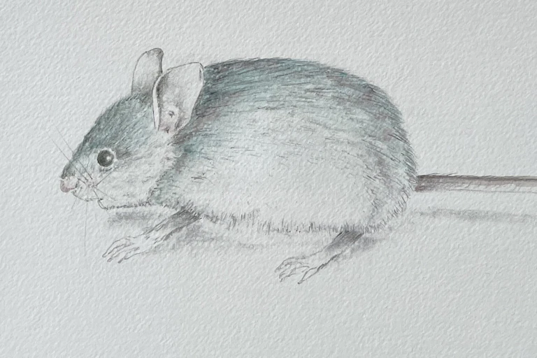 blue-grey mouse
