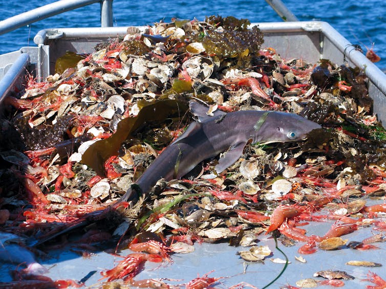 Bycatch shark