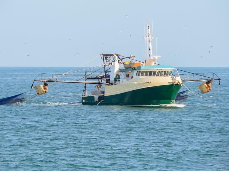 prawn trawler Australia